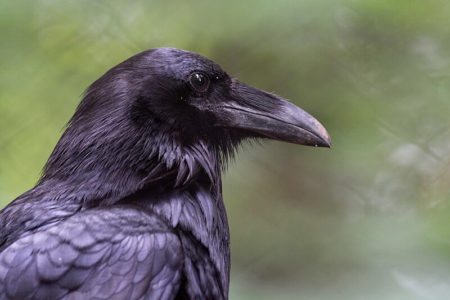 Common Raven by Russ on wikimedia