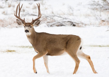 White-tailed Deer